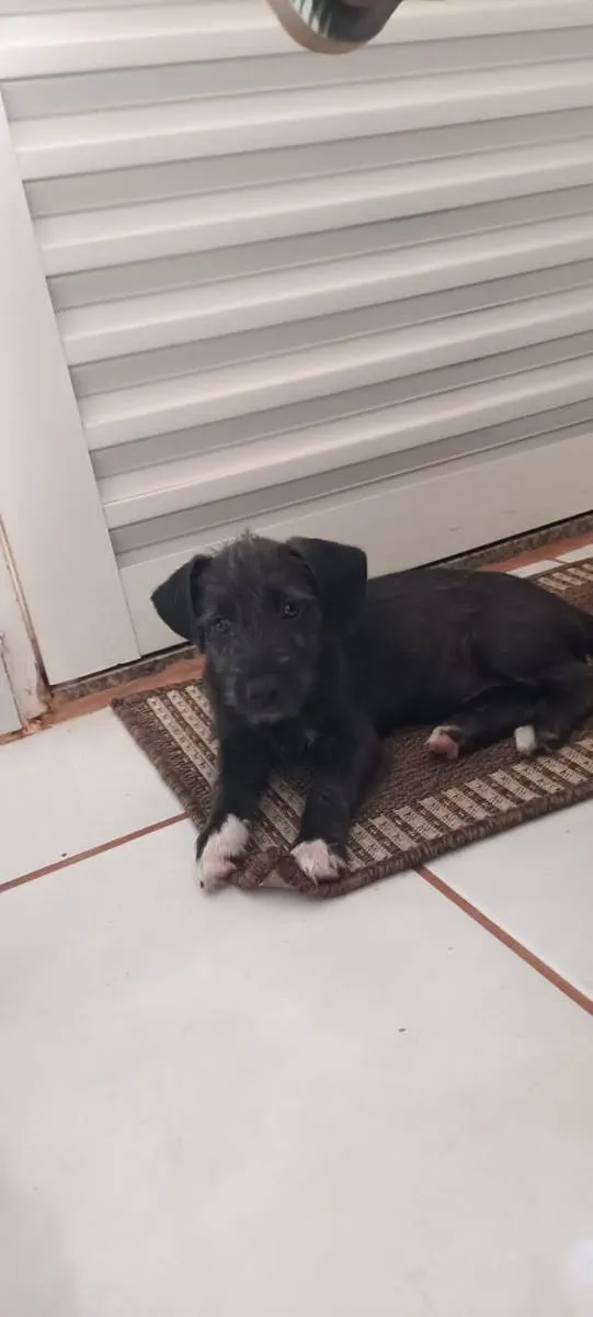 Cachorro ra a Vira lata idade 2 a 6 meses nome Não tem nome 