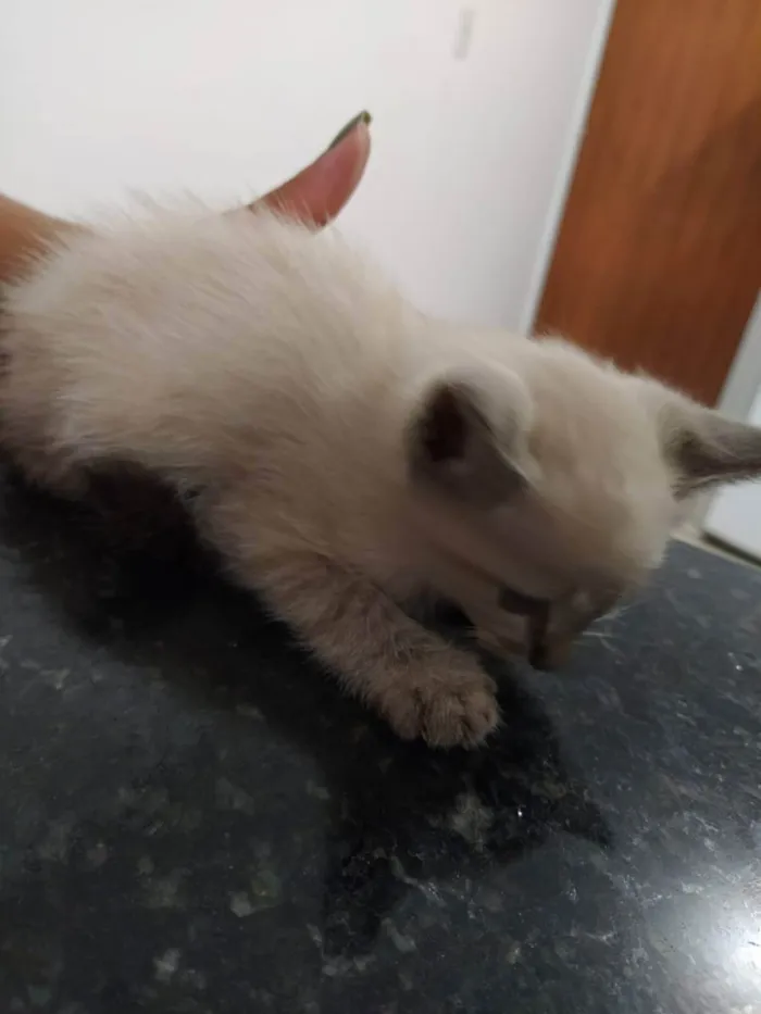 Gato raça  idade Abaixo de 2 meses nome Diana