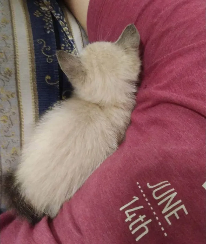 Gato raça  idade Abaixo de 2 meses nome Diana