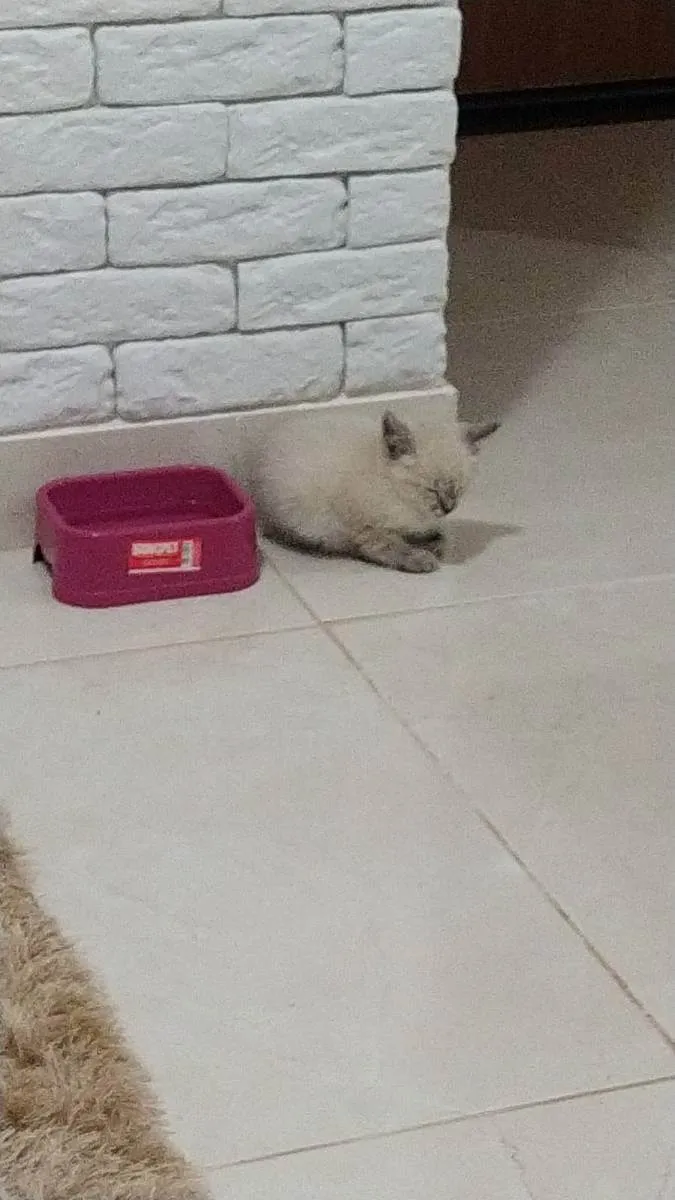 Gato raça  idade Abaixo de 2 meses nome Diana