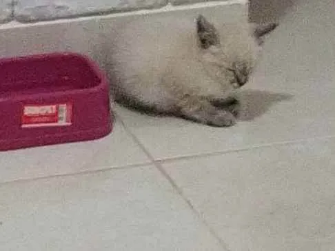 Gato raça  idade Abaixo de 2 meses nome Diana