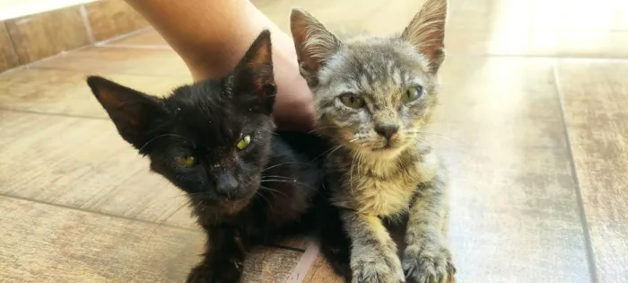 Gato ra a Não tem idade Abaixo de 2 meses nome Pretinha e cinza