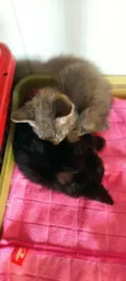 Pretinha e cinza