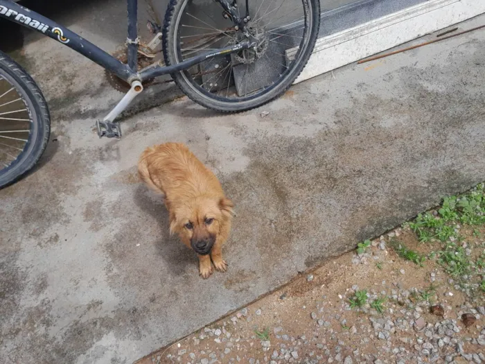 Cachorro ra a Chow Chow  idade 2 a 6 meses nome Laila