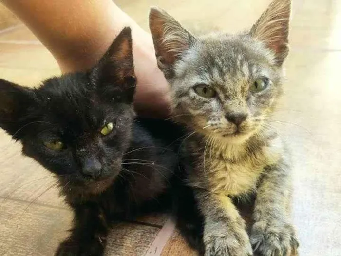 Gato ra a Não tem idade Abaixo de 2 meses nome Pretinha e cinza