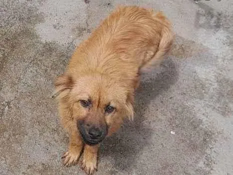 Cachorro ra a Chow Chow  idade 2 a 6 meses nome Laila