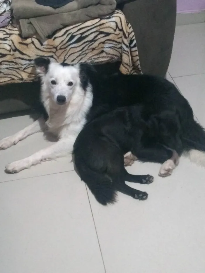 Cachorro raça SRD idade 7 a 11 meses nome Pantera