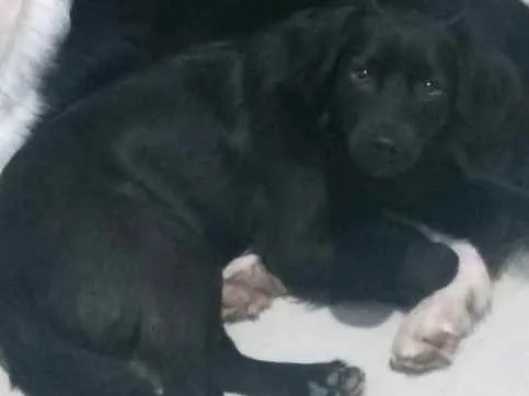 Cachorro raça SRD idade 7 a 11 meses nome Pantera