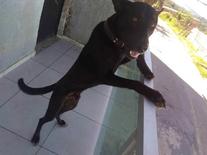 Cachorro ra a Pastor belga com viralata idade 1 ano nome Betovem 