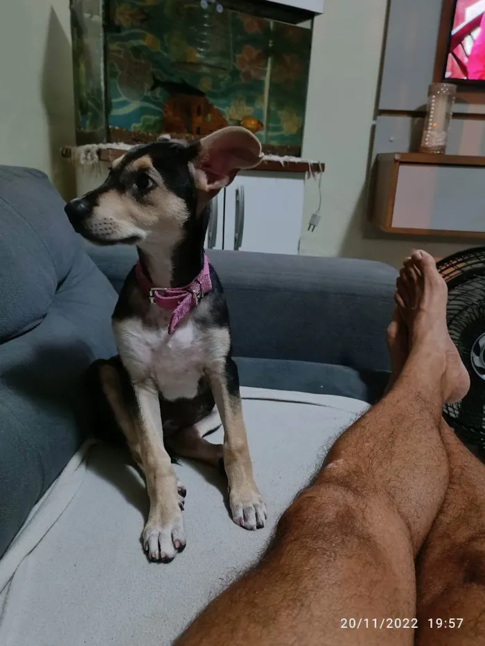 Cachorro ra a Sem raça definida  idade 2 a 6 meses nome Belinha 