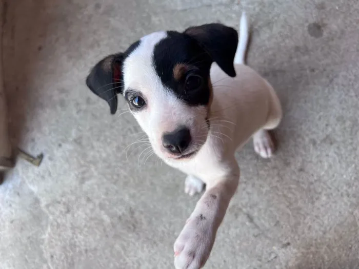 Cachorro ra a Viralata idade 2 a 6 meses nome Sem Nome