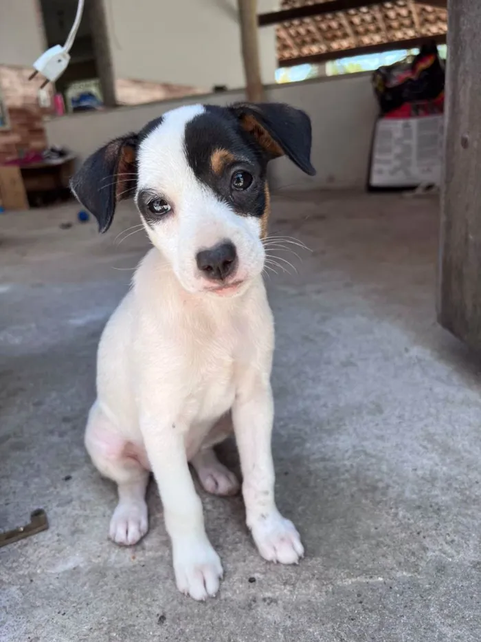 Cachorro ra a Viralata idade 2 a 6 meses nome Sem Nome