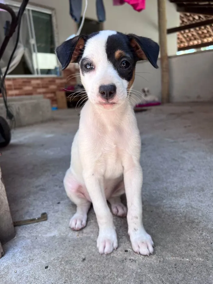 Cachorro ra a Viralata idade 2 a 6 meses nome Sem Nome