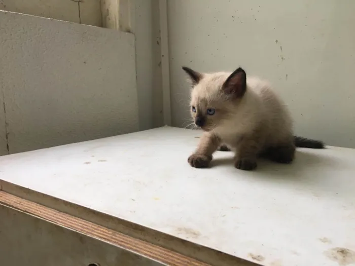 Gato ra a ND idade Abaixo de 2 meses nome Filhote 