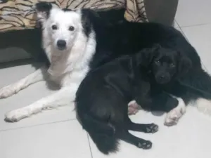 Cachorro raça SRD idade 7 a 11 meses nome Pantera