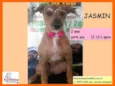 Jasmin 