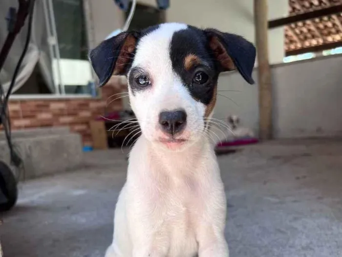 Cachorro ra a Viralata idade 2 a 6 meses nome Sem Nome