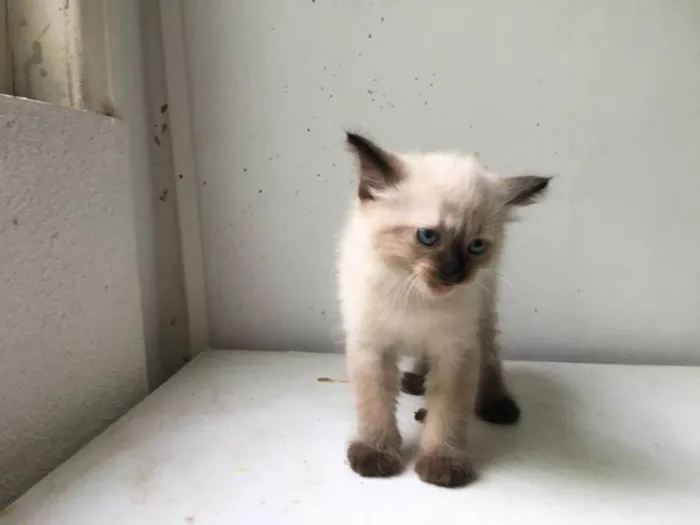 Gato ra a ND idade Abaixo de 2 meses nome FILHOTE 