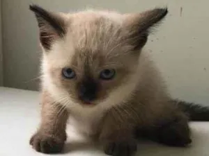 Gato raça ND idade Abaixo de 2 meses nome Filhote 