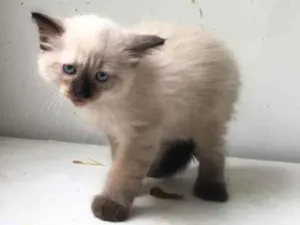 Gato raça ND idade Abaixo de 2 meses nome FILHOTE 