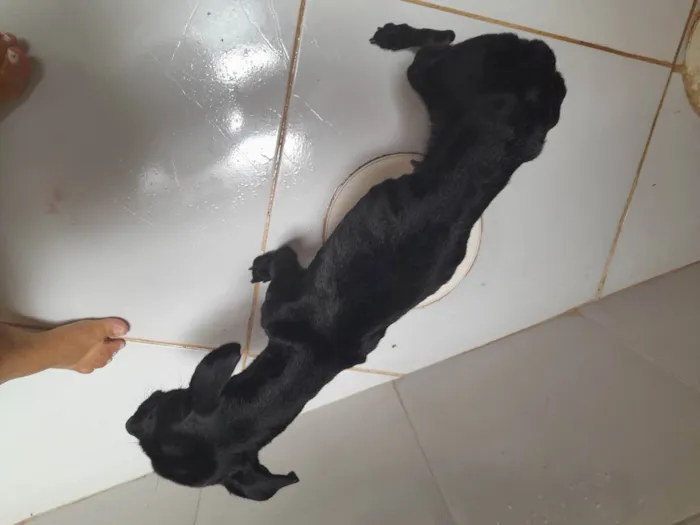 Cachorro ra a SRD idade  nome Sem identificação 