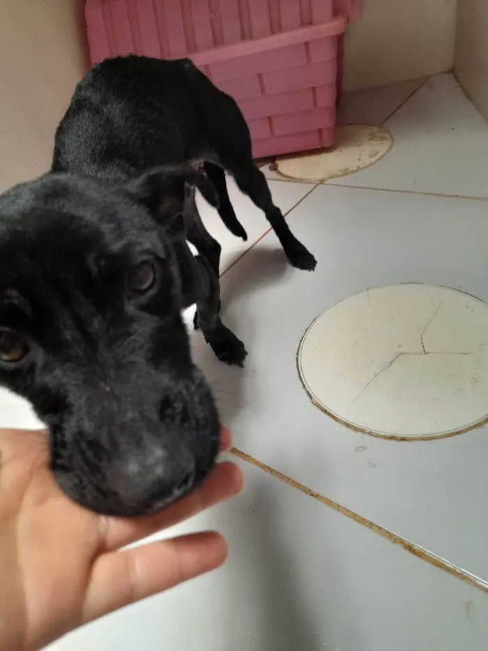 Cachorro ra a SRD idade  nome Sem identificação 
