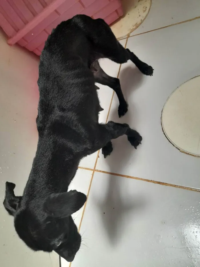 Cachorro ra a SRD idade  nome Sem identificação 