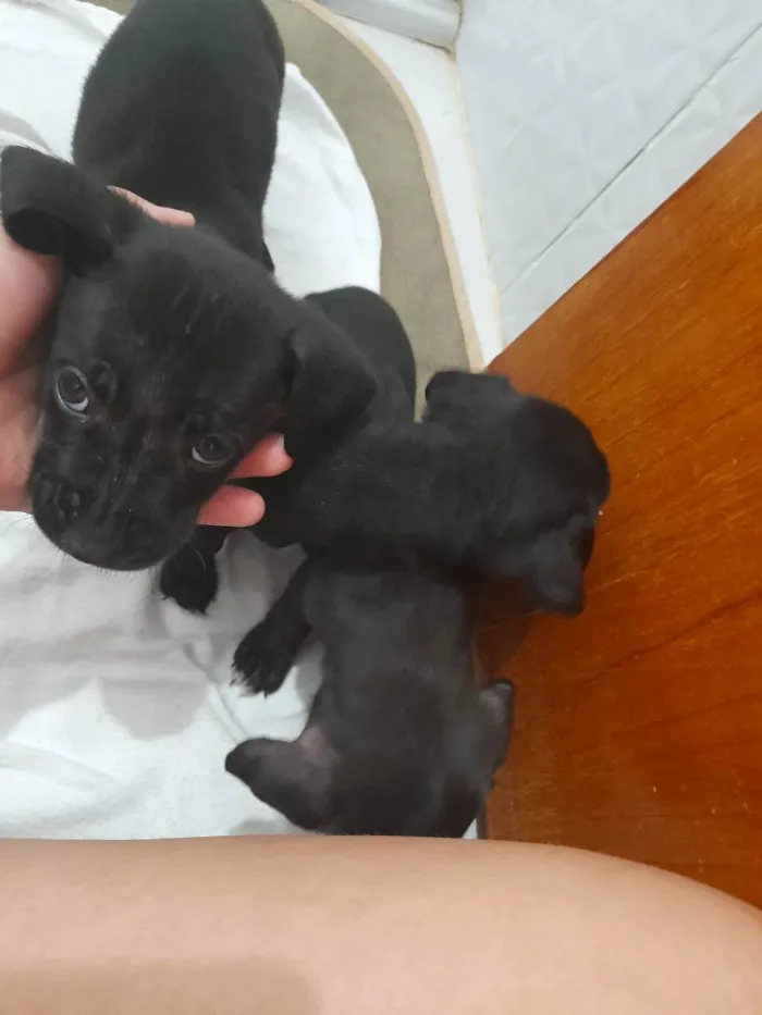 Cachorro ra a SRD idade  nome Sem identificação 