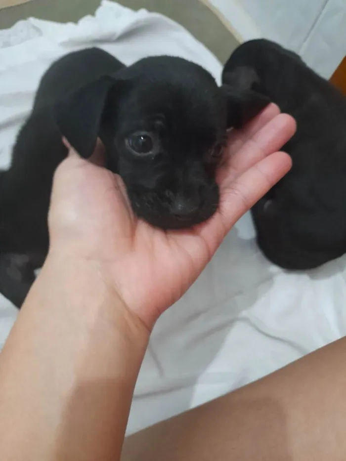 Cachorro ra a SRD idade  nome Sem identificação 