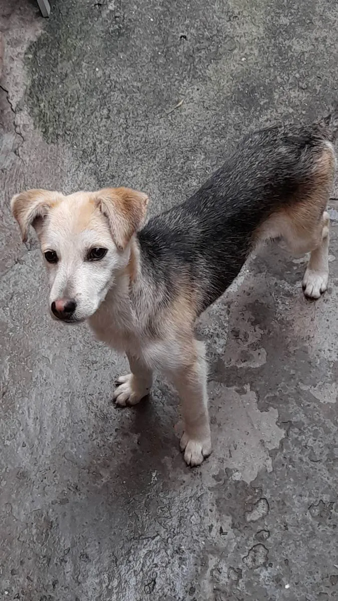 Cachorro ra a Nenhuma idade 7 a 11 meses nome Pandora