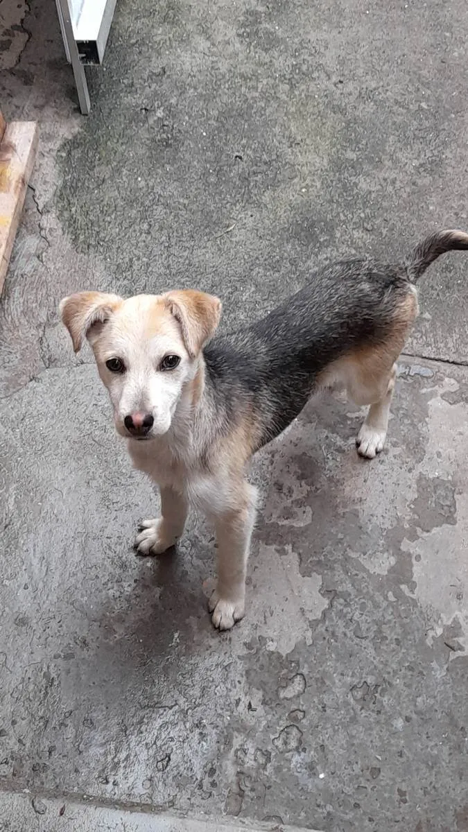 Cachorro ra a Nenhuma idade 7 a 11 meses nome Pandora