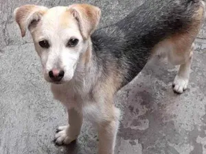 Cachorro raça Nenhuma idade 7 a 11 meses nome Pandora