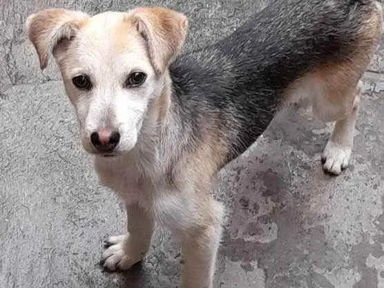 Cachorro ra a Nenhuma idade 7 a 11 meses nome Pandora