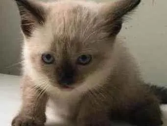 Gato ra a ND idade Abaixo de 2 meses nome Filhote 