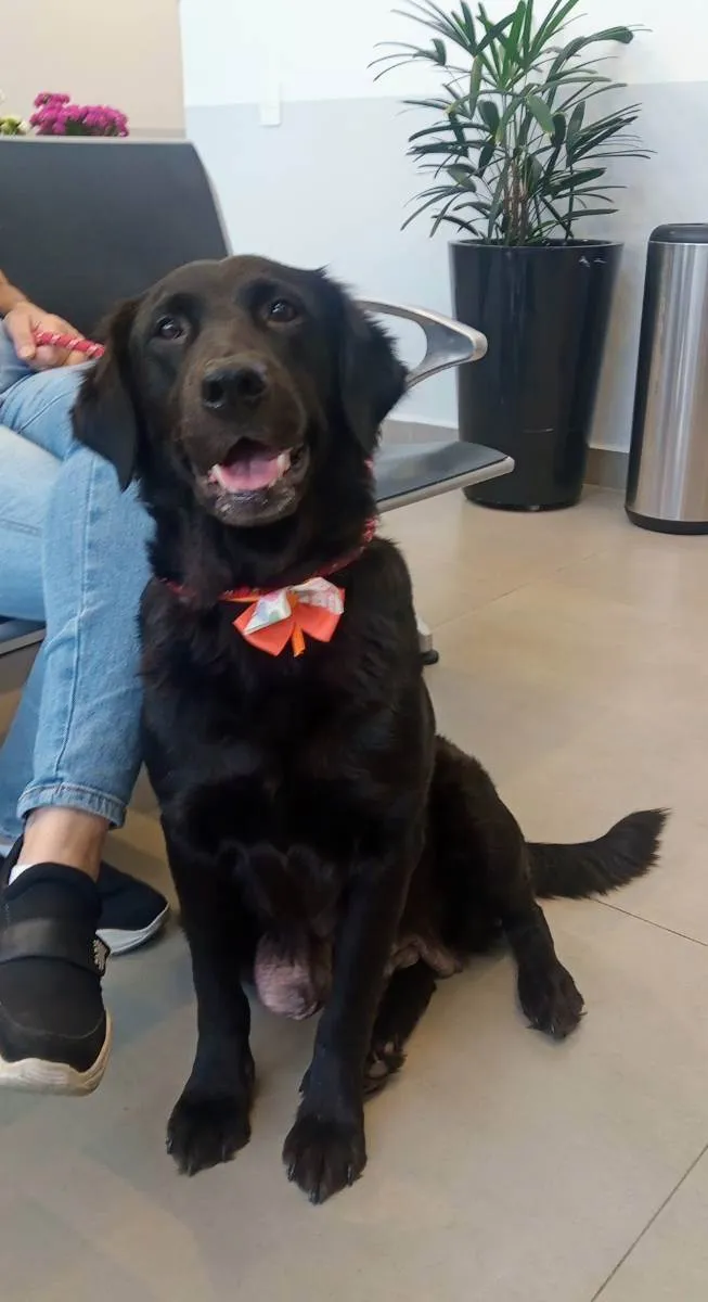 Cachorro raça SRD idade 5 anos nome Julie