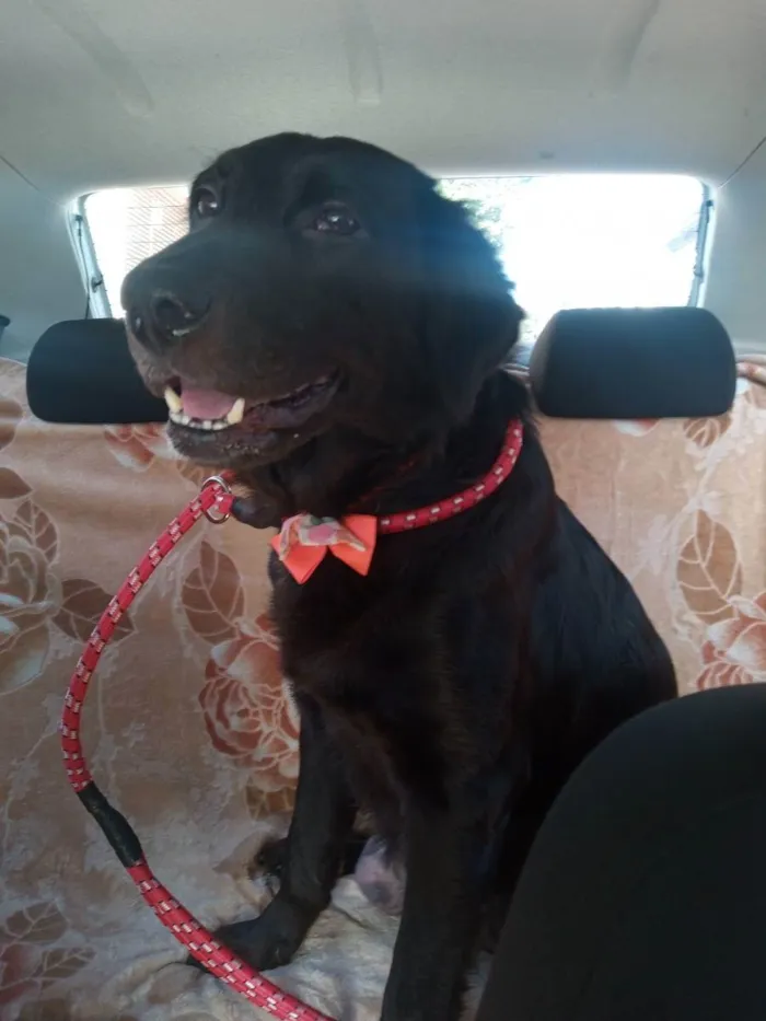 Cachorro raça SRD idade 5 anos nome Julie