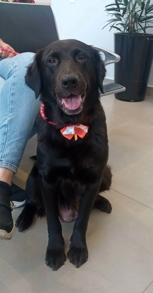 Cachorro raça SRD idade 5 anos nome Julie