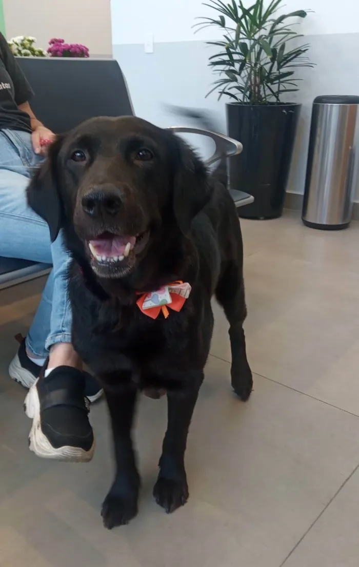 Cachorro raça SRD idade 5 anos nome Julie