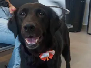 Cachorro raça SRD idade 5 anos nome Julie