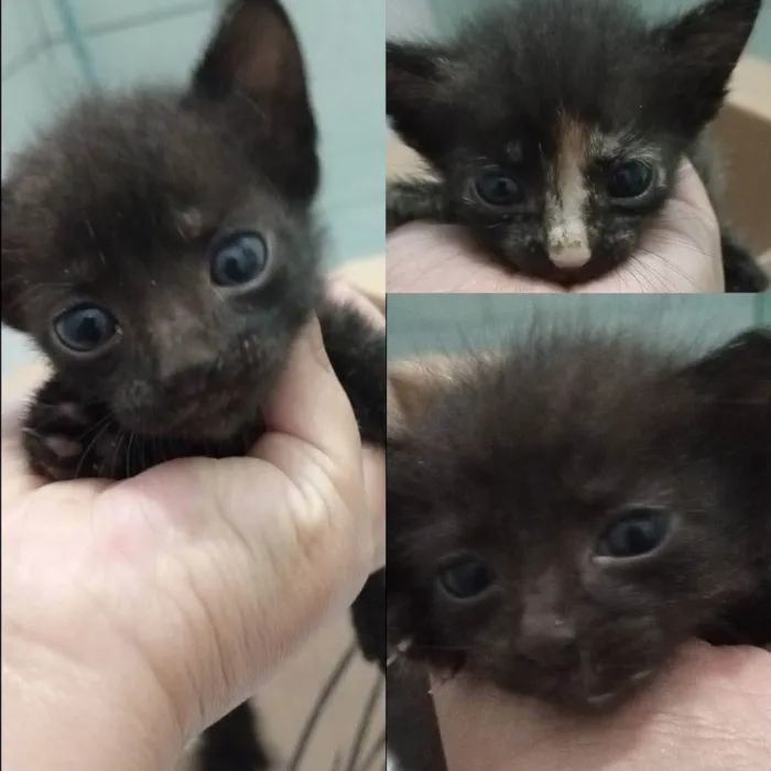 Gato ra a SRD idade Abaixo de 2 meses nome Sem nome 