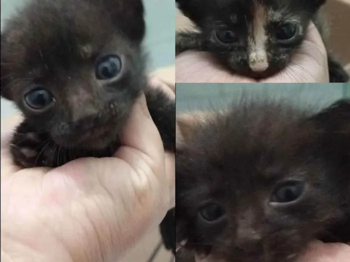 Gato ra a SRD idade Abaixo de 2 meses nome Sem nome 