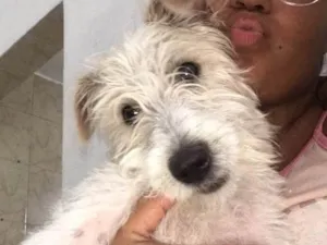 Cachorro raça Pudo misturado com vira-lata  idade 2 a 6 meses nome Max