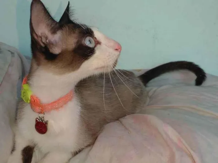 Gato ra a Siamês  idade 7 a 11 meses nome Sem nome