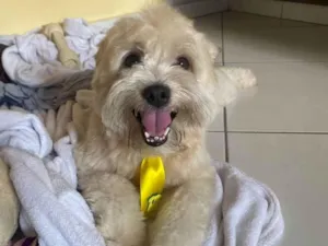 Cachorro raça lhasa apso idade 2 a 6 meses nome biscoito