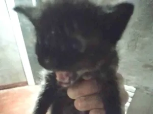 Gato raça Vira lata idade 2 a 6 meses nome Não tem nome definid