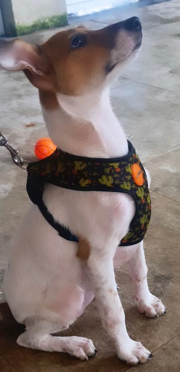 Cachorro ra a Sed idade 2 a 6 meses nome Jade 