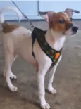 Jade 