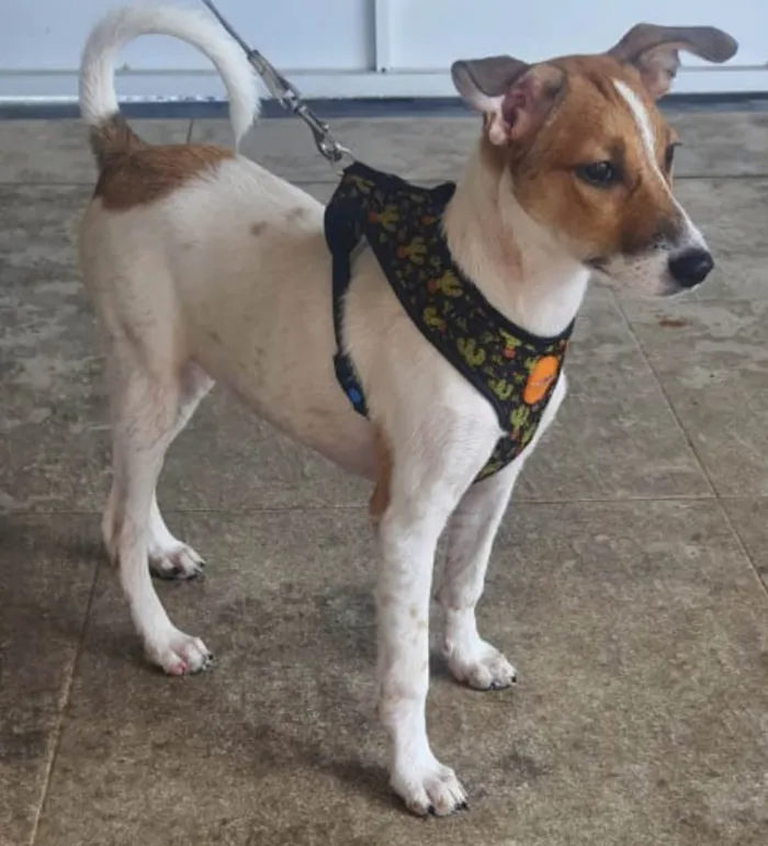 Cachorro ra a Sed idade 2 a 6 meses nome Jade 