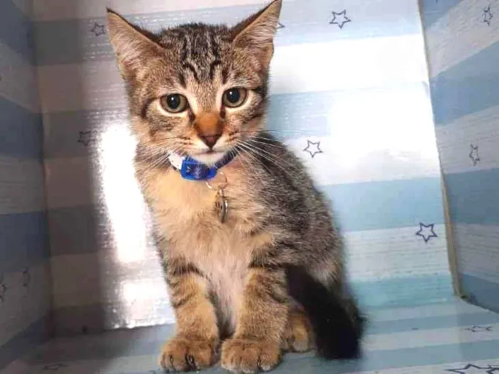 Gato raça  idade 2 a 6 meses nome Príncipe 