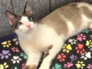 Gato raça Srd idade 7 a 11 meses nome Gael